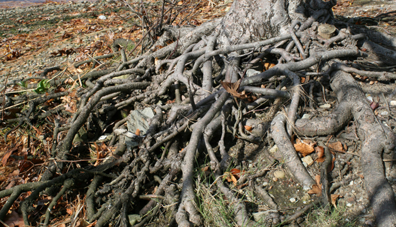 public domain image of tree roots